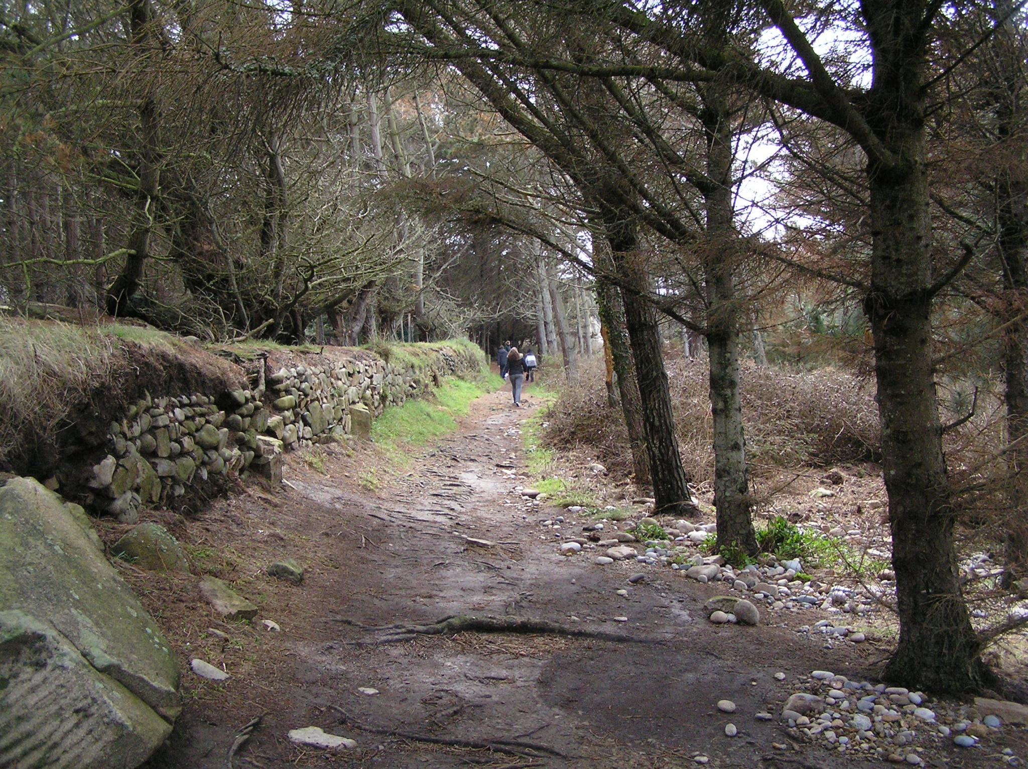 pinèdes à la pointe du Château - Plougrescant - Côte des Ajoncs