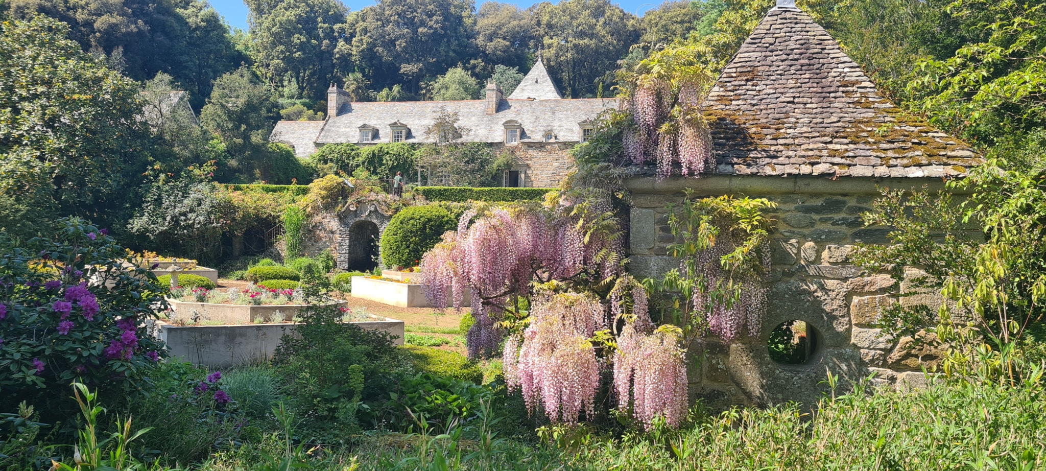 manoir de kerdalo et glycine en fleurs