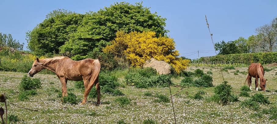 chevaux dans la campagne du Trégor