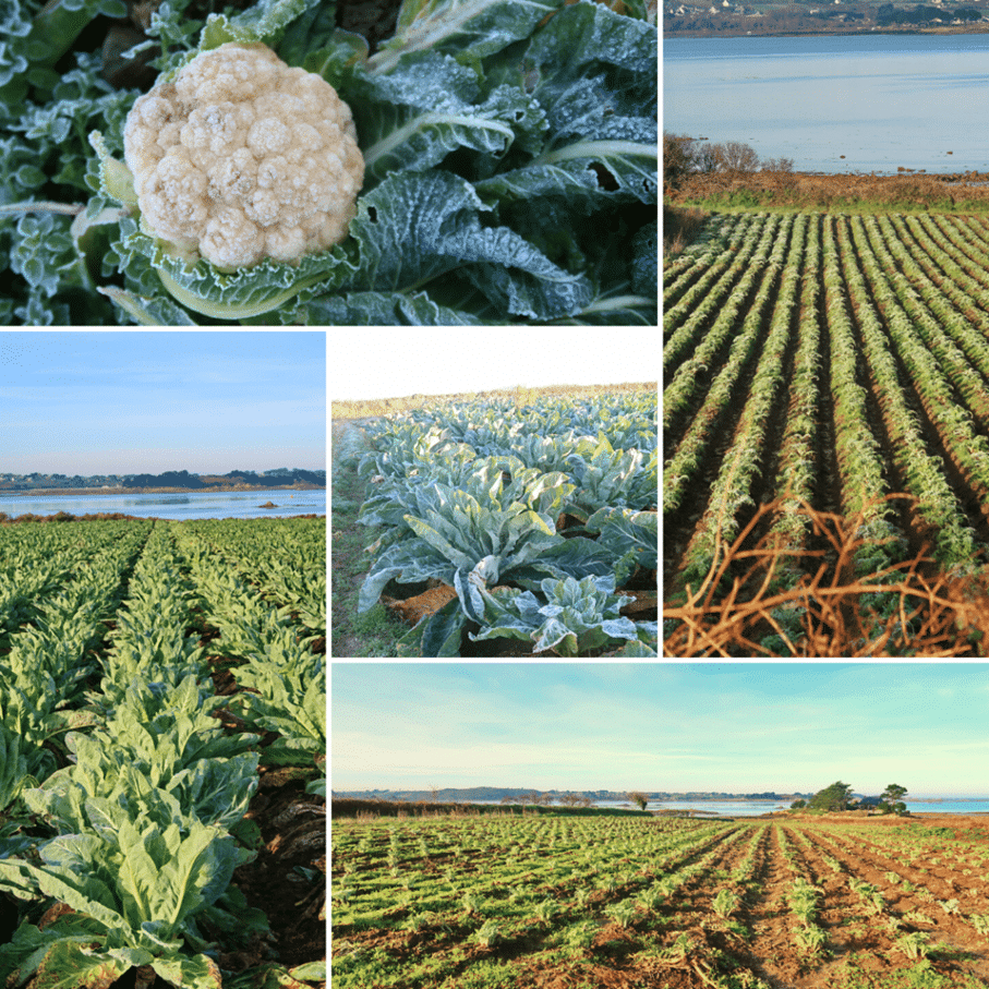 champs de choux-fleurs en Côtes d'Armor