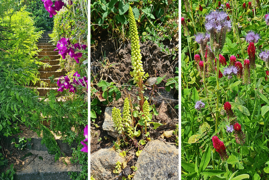 printemps fleuri dans le Trégor