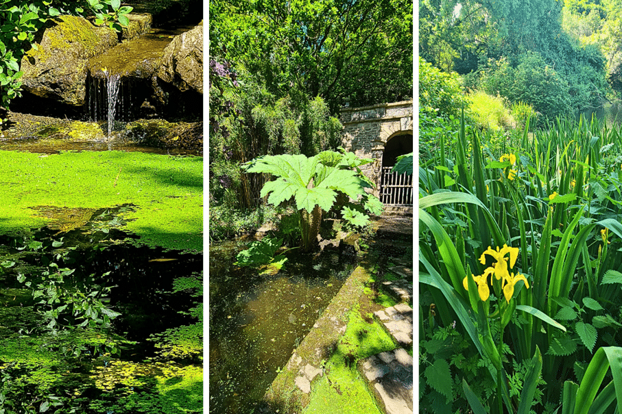 étang et gunnera jardins de kerdalo